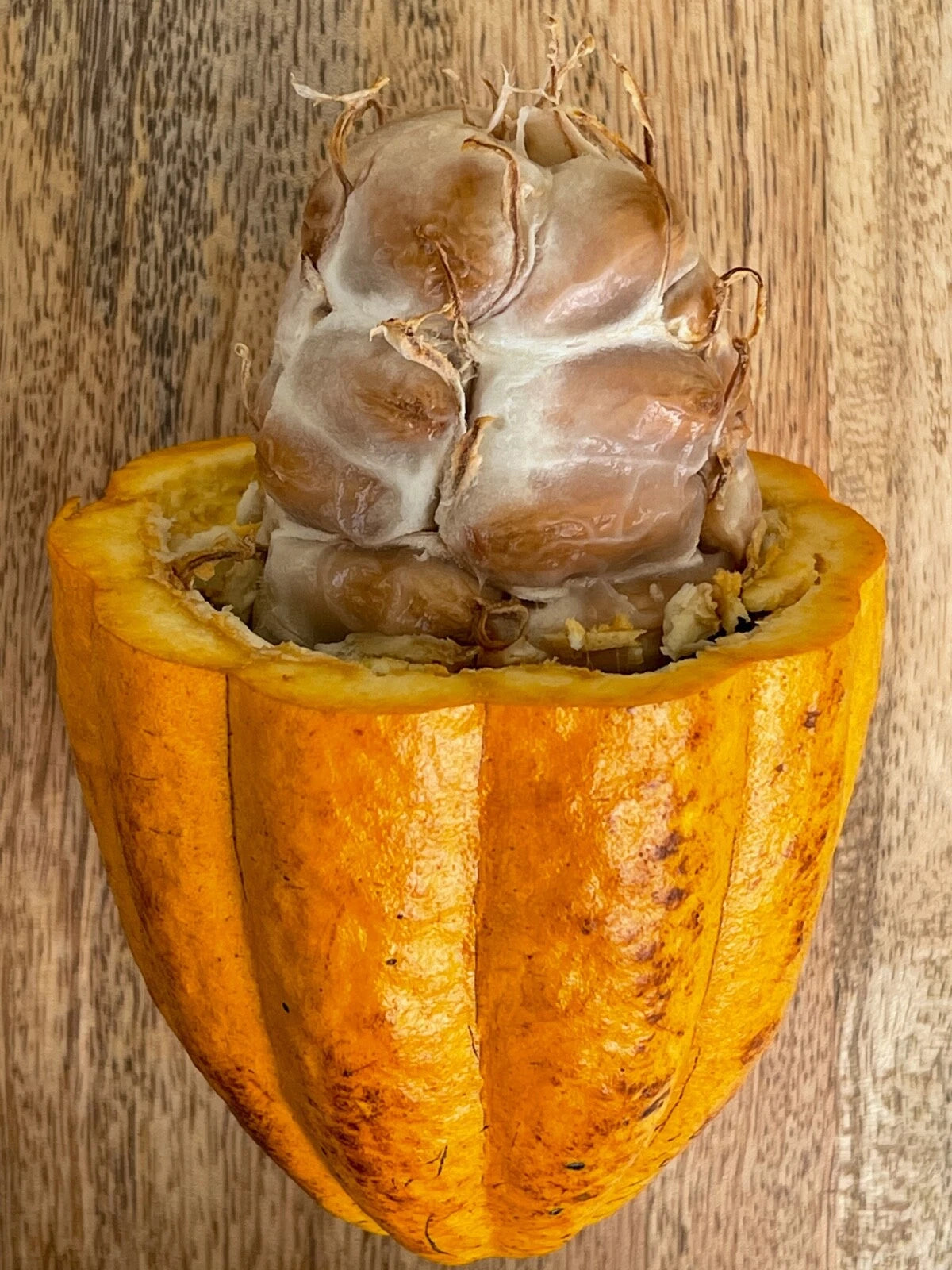 FORASTERO Theobroma Cacao Cocoa Chocolate Tree Potted Plant Yellow Pod