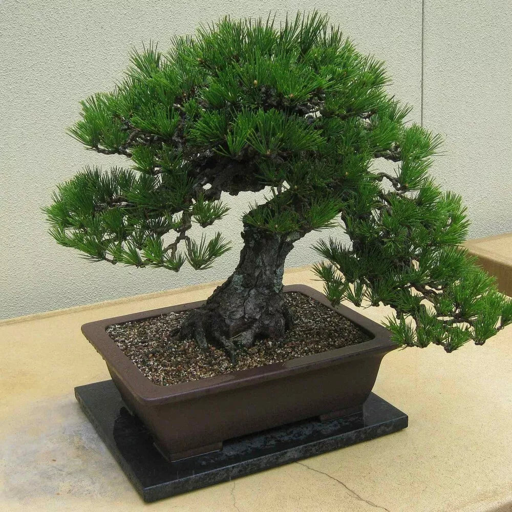 JAPANESE BLACK PINE Pinus Thunbergii - 30+ SEEDS