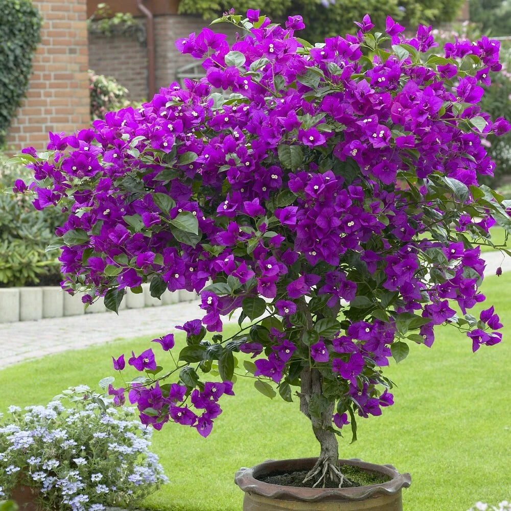 Well Rooted **VIOLET** Live Bougainvillea starterplug plant*