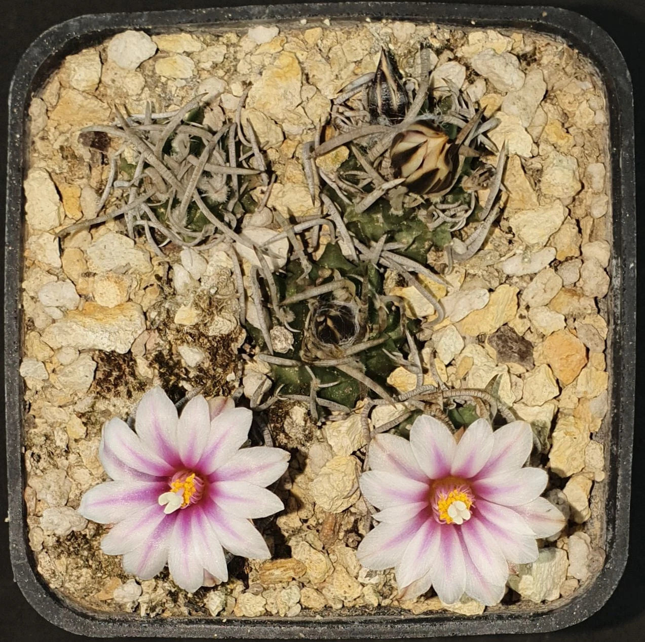 Turbinicarpus schmiedickeanu