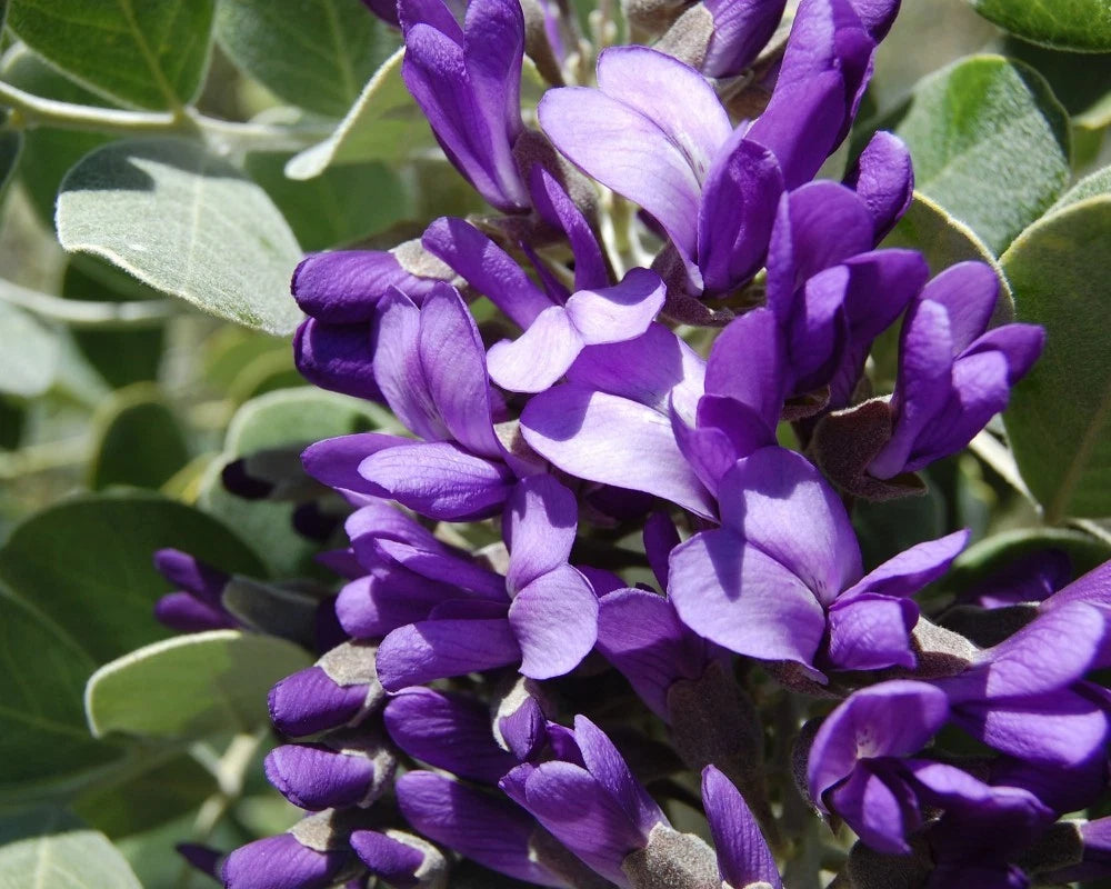 TEXAS MOUNTAIN LAUREL Sophora Secundiflora - 10 SEEDS
