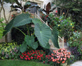 **JACKS GIANT** Elephant Ear Colocasia Esculenta Starter Plant**USA Seller**