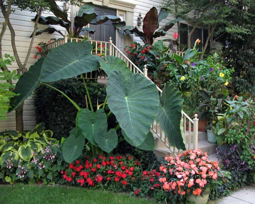 **JACKS GIANT** Elephant Ear Colocasia Esculenta Starter Plant**USA Seller**
