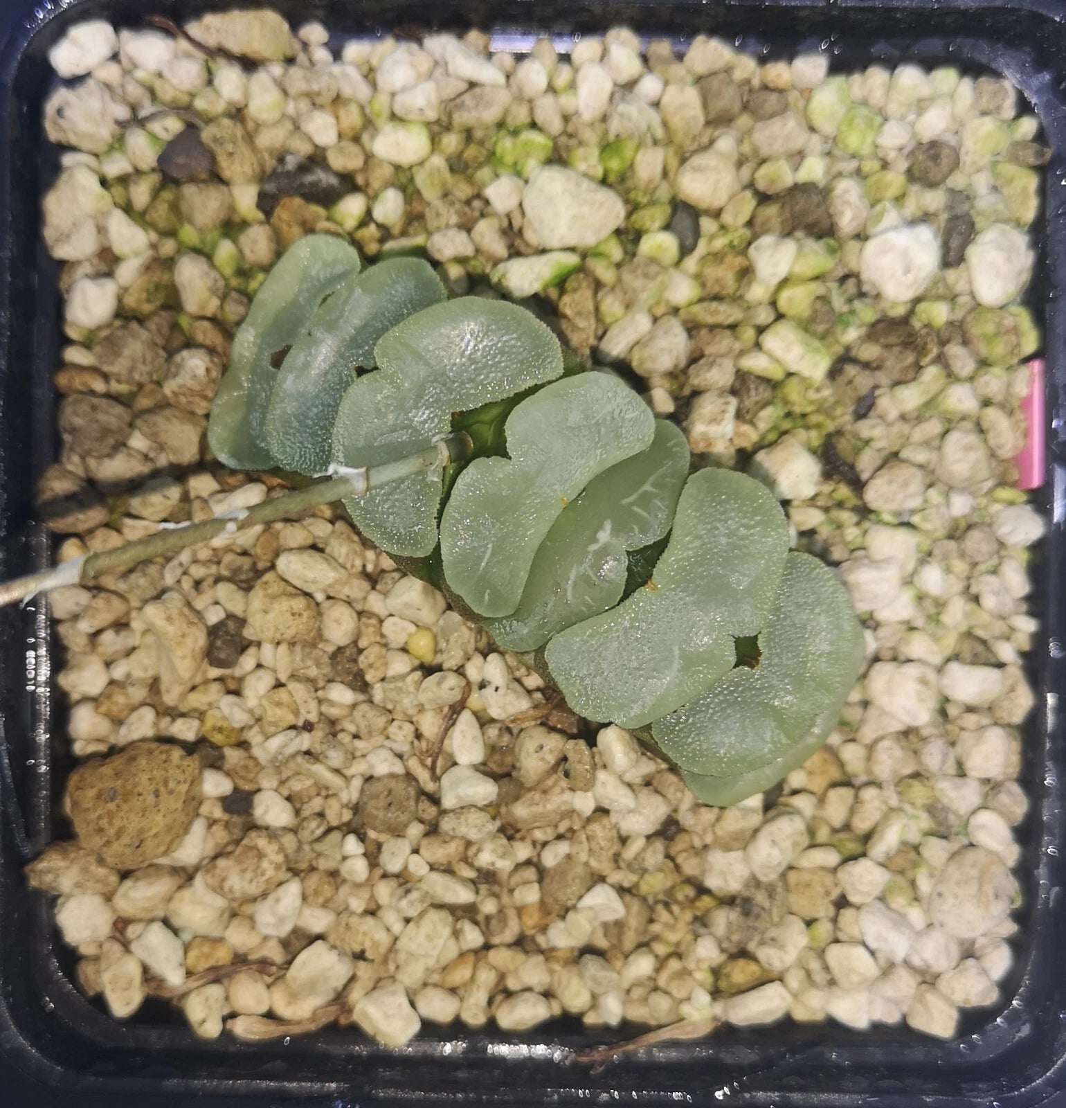 HW153 Haworthia truncata 'HAKUJI LENS', Phyto available