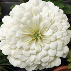 100+ White Zinnia Seeds/ Polar Bear / Bees/ Butterflies/ Birds/Double Flowered