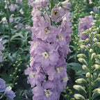 LARKSPUR, GIANT IMPERIAL 100+ SEEDS NEWLY HARVESTED, A GREAT CUT FLOWER