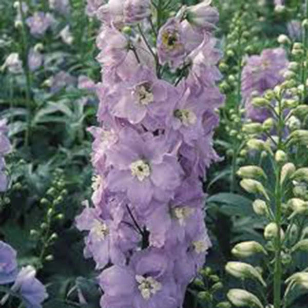 LARKSPUR, GIANT IMPERIAL 100+ SEEDS NEWLY HARVESTED, A GREAT CUT FLOWER