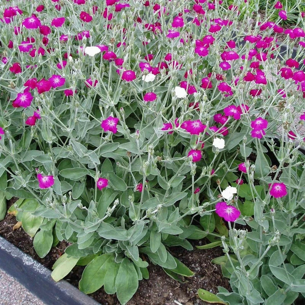 CAMPION Lychnis Coronaria mix - 30 SEEDS. *FREE S&H*