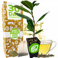 Tea Plant Green Tea - Camellia sinensis - Live Plant