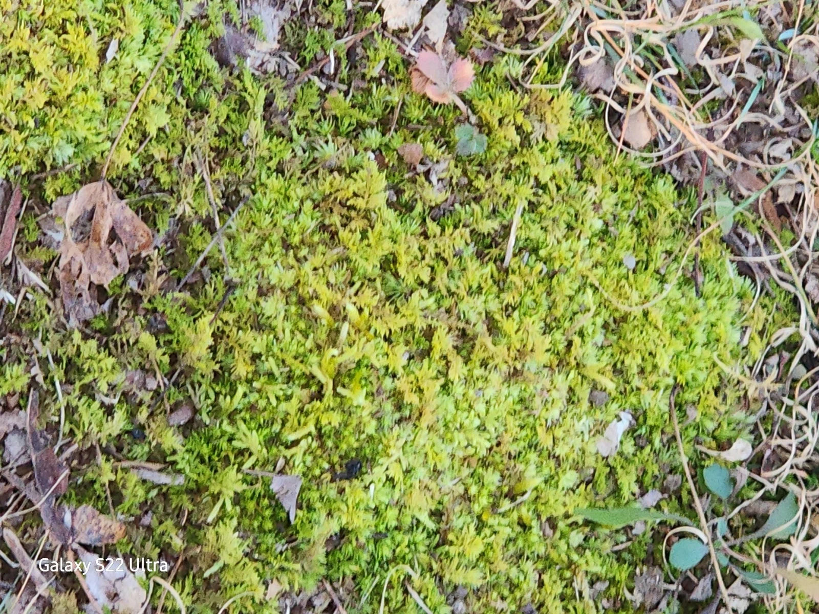 10 QUART Bags Full Kentucky Live Mix Cushion, Mood & Fern Moss Assortment