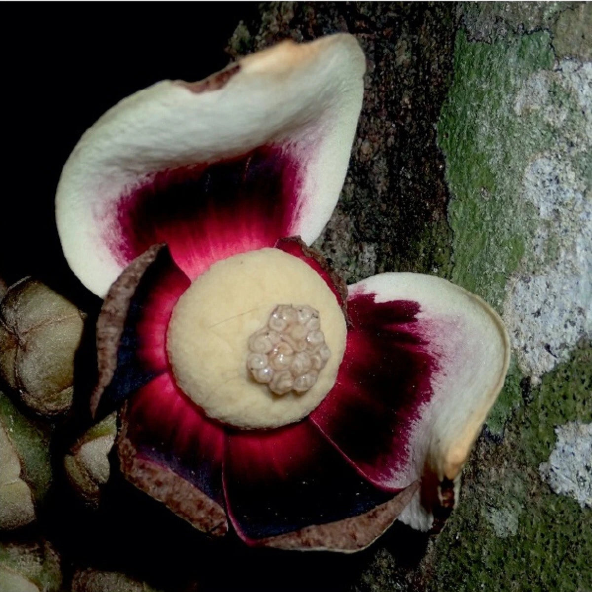 ~Uvariodendron connivens~ Red African Apple Califlorous Fruit Tree Plant