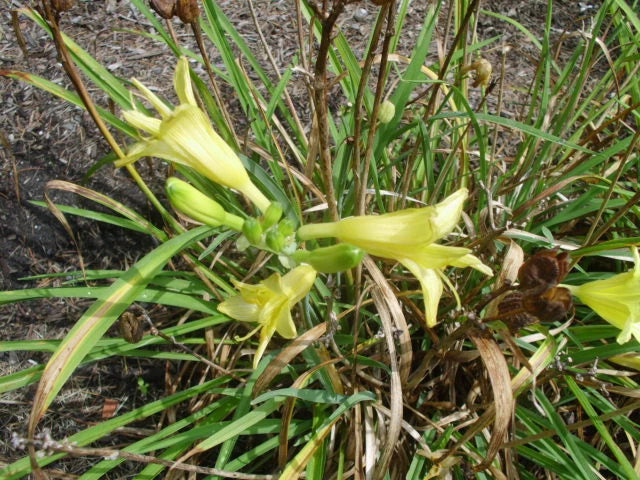 25 YELLOW STELLA DE ORO DAYLILY SEEEDS