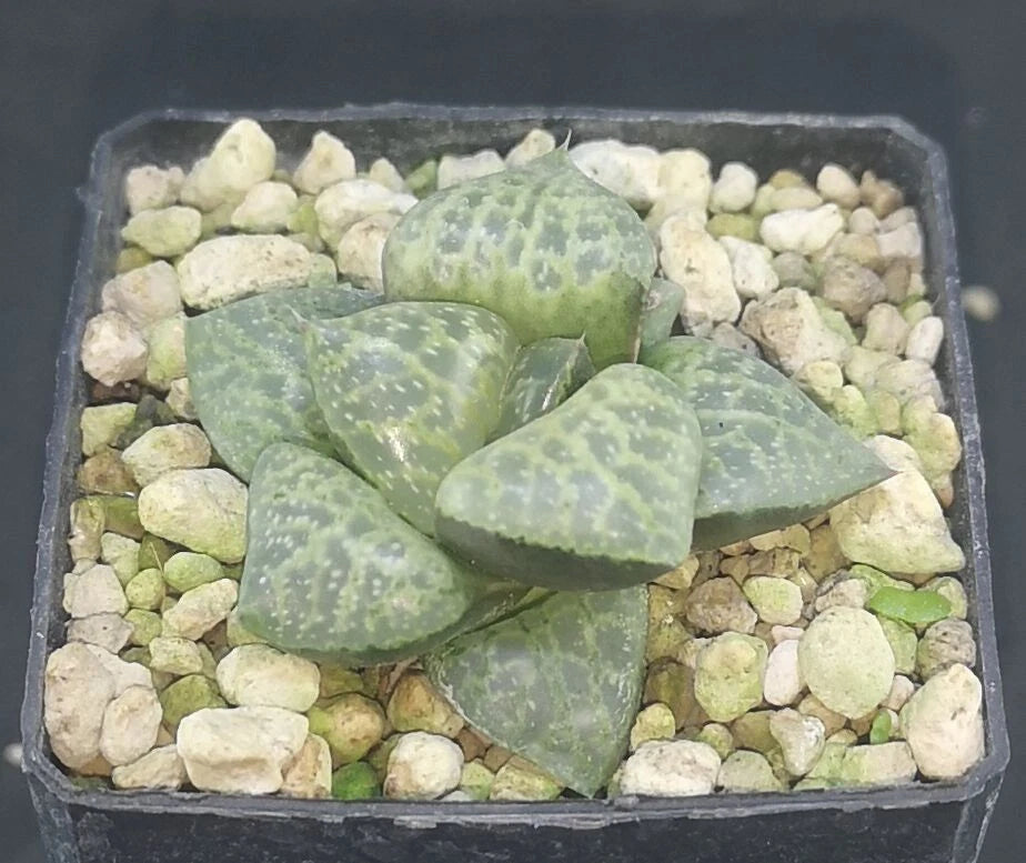 HW154 Haworthia comptoniana 'WHITE WHALE' , Read description!