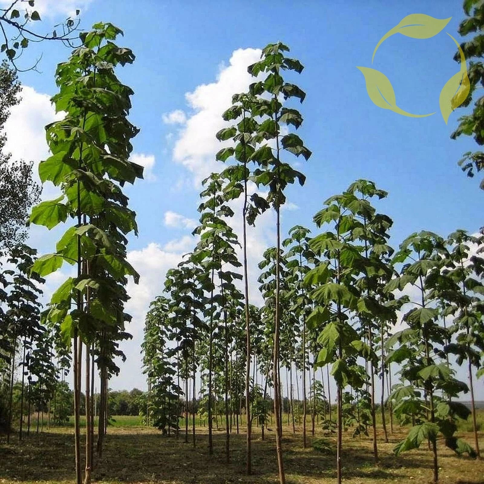 SHANTONG HYBRID Paulownia Shan Tong - 2000+ SEEDS