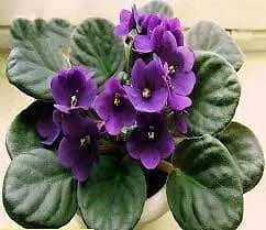 Mixed Fancy African Violet Seeds ~ House Plants ~ Christmas Presents ~ Holiday