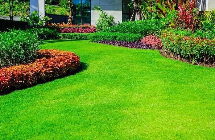 1000 Emerald Zoysia Grass Seeds ¨C Premium Lawn Turf Drought & Heat Tolerant