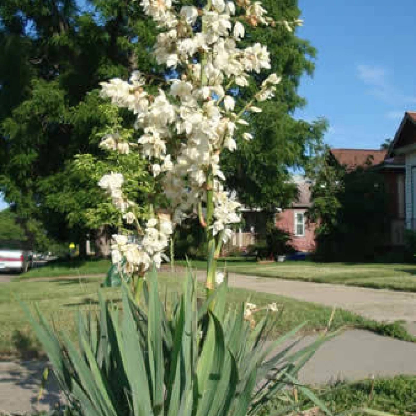 SOAP WEED Yucca Glauca - 25+ SEEDS