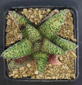 HW229 Haworthia koelmaniorum X Gasteria BLACK PALM KING   read description