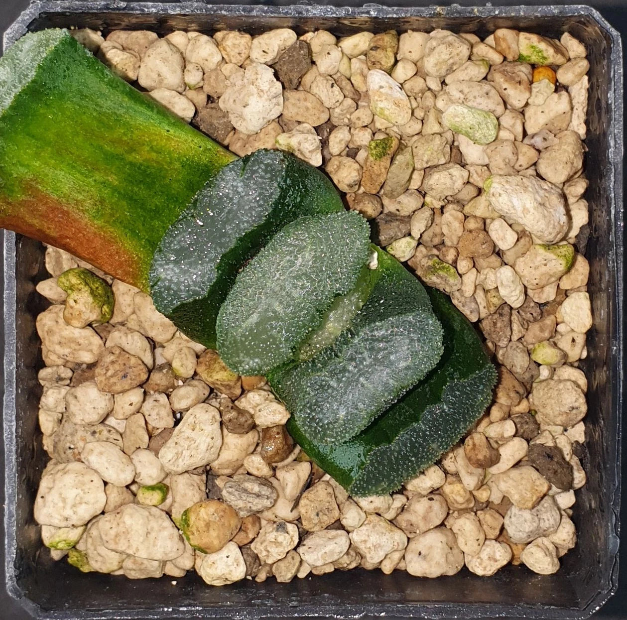 HW139 Haworthia truncata 'MAMMOTH', Phyto available