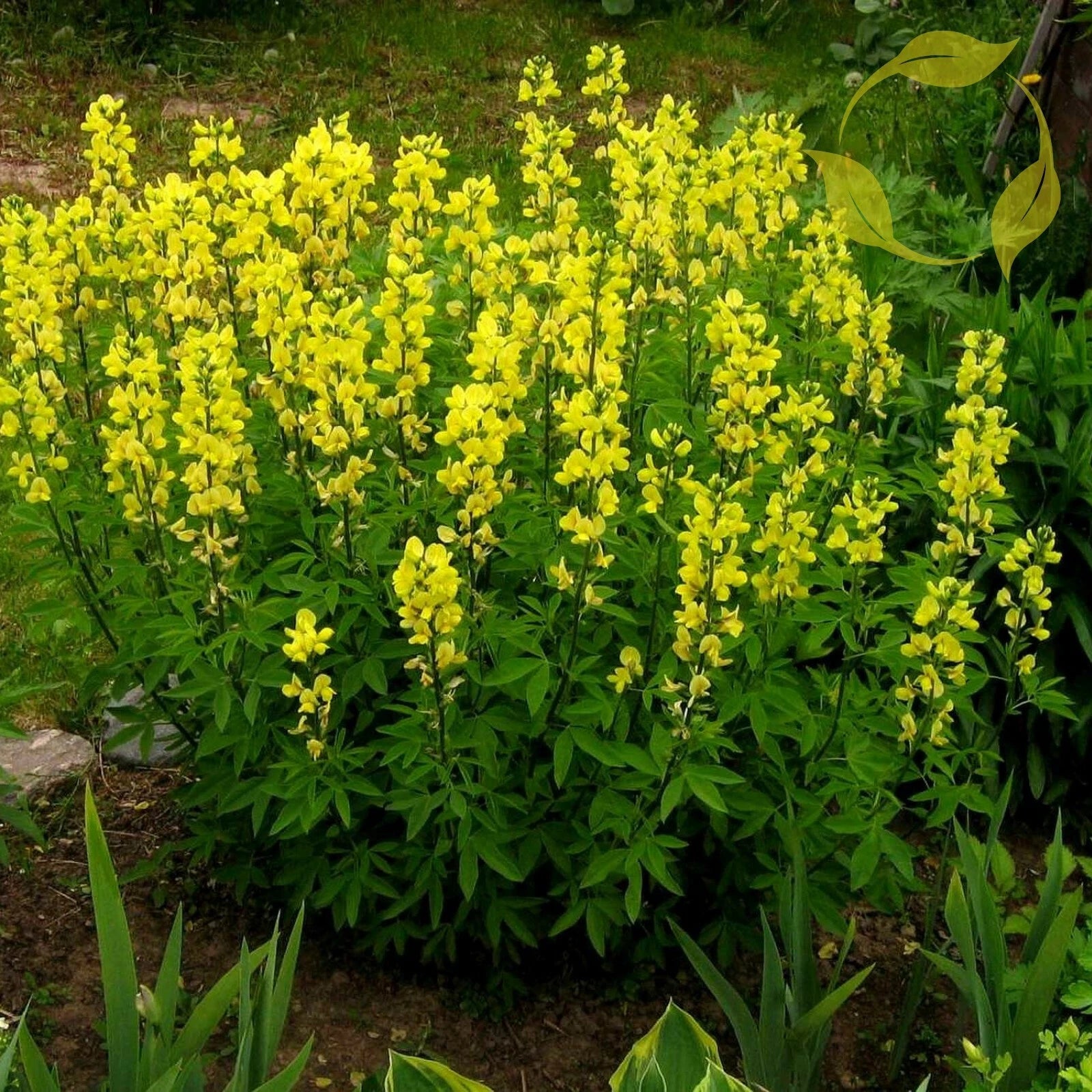 CAROLINA LUPINE Thermopsis caroliniana villosa - 10+ SEEDS