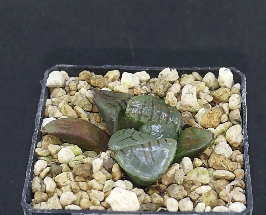 537 HW148Haworthia springbokvlake