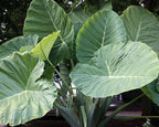**THAILAND GIANT** Elephant Ear Colocasia Esculenta Starter Plant**USA Seller**