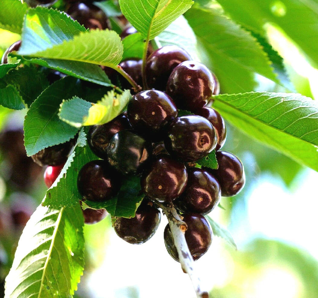 20 BLACK CHERRY SEEDS | SWEET EDIBLE FRUIT | USA Native Tree Prunus serotina