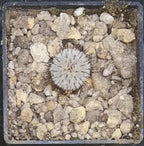 Mammillaria perezdelarosae andersoniana,   read description!