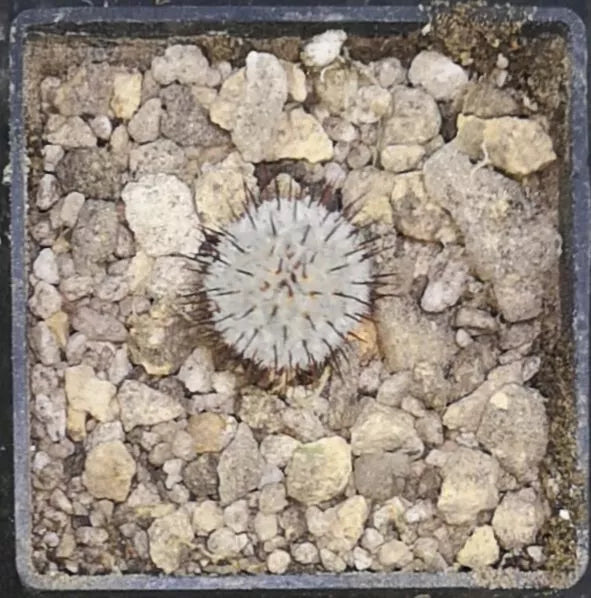 Mammillaria perezdelarosae andersoniana,   read description!