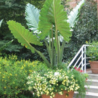 ***PORTORA*** Elephant Ear Alocasia Live Starter Plant**COLD HARDY**GETS HUGE!