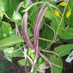 HORSE GRAM Dolichos Biflorus - 30+ SEEDS