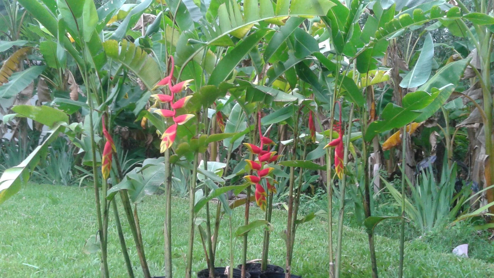 HELICONIA  ROSTRATA HANGING LOBSTER CLAW  LIVE RHIZOME EXOTIC TROPICAL PLANT