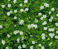 IRISH MOSS PEARLWORT Sagina Subulata - 1,000 Bulk Seeds
