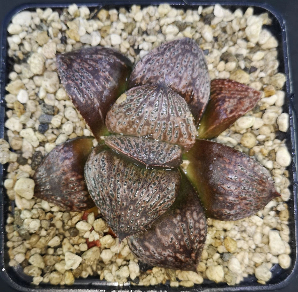 HW158 Haworthia splendens 'OZAWA', Phyto available