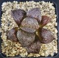 HW158 Haworthia splendens 'OZAWA', Phyto available
