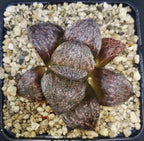 HW158 Haworthia splendens 'OZAWA', Phyto available