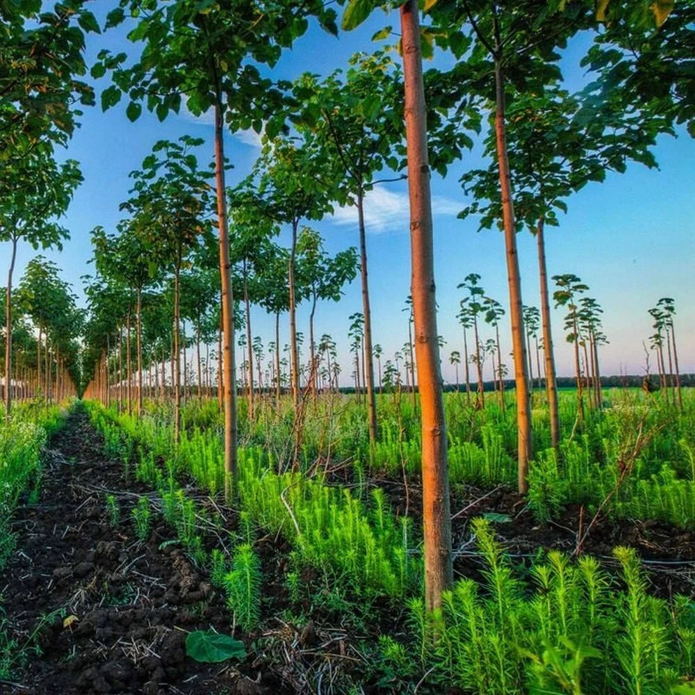 PAULOWNIA PAO TONG Z07 Paulownia Hybrid - 5000+ SEEDS