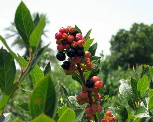 Blueberry - 'Sunshine Blue' - Vaccinium Southern Highbush
