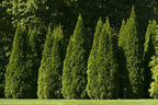ORIENTAL ARBORVITAE Thuja Orientalis - 10+ SEEDS