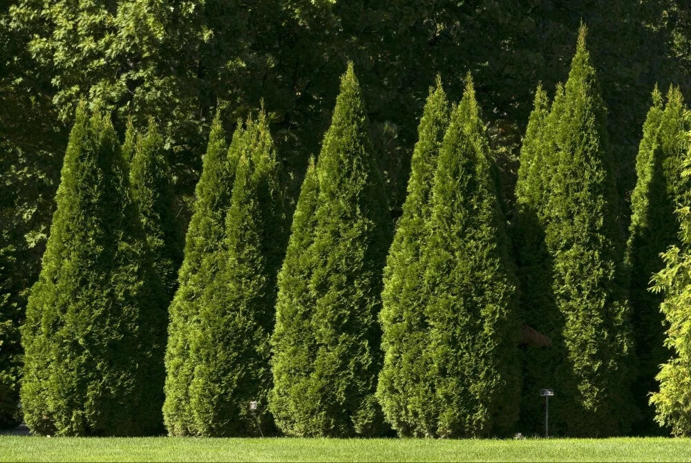 ORIENTAL ARBORVITAE Thuja Orientalis - 10+ SEEDS