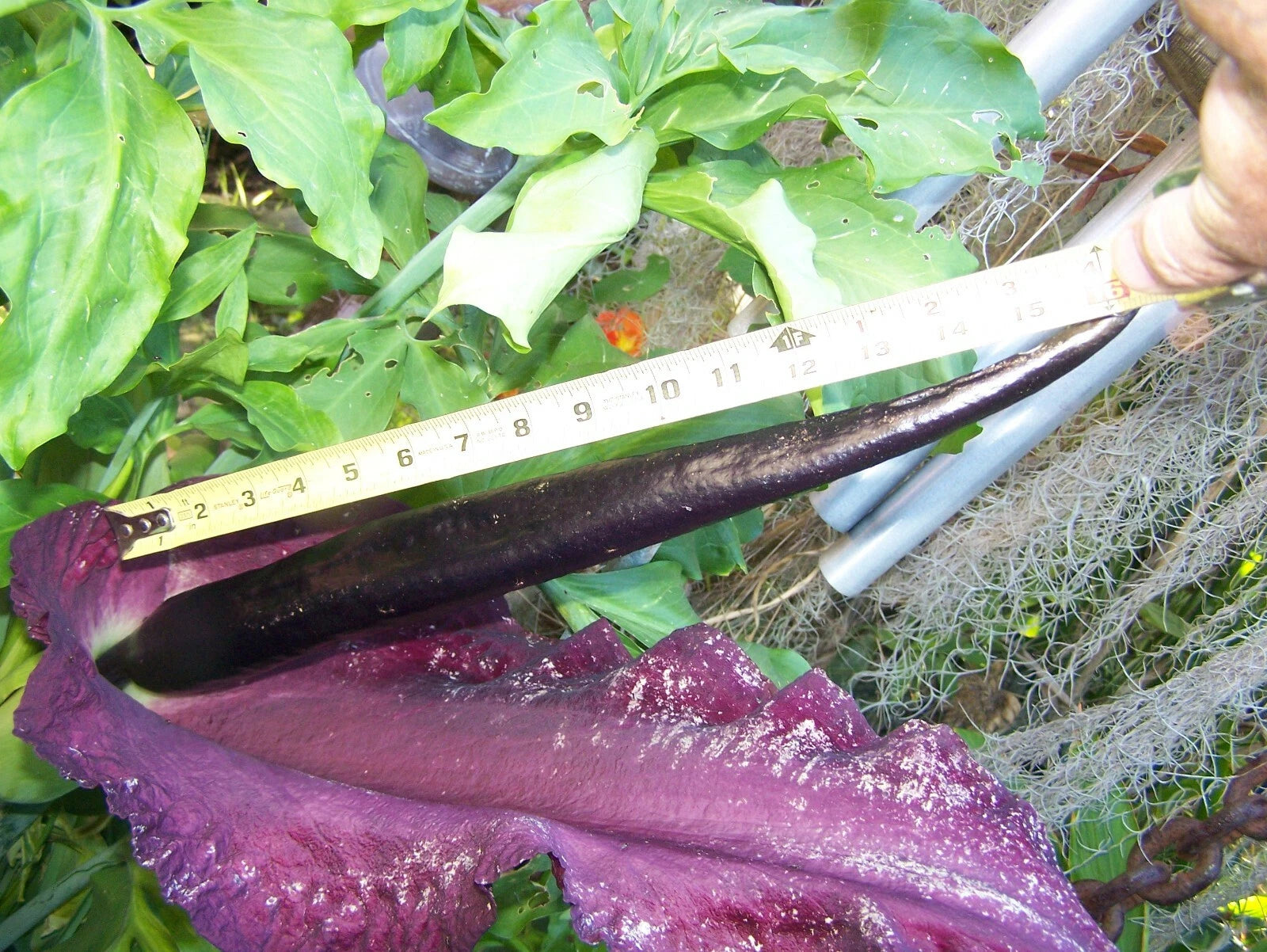 35 - 2025 seeds Dragon lily arum flower voodoo amorphophallus tuber cactus Calla