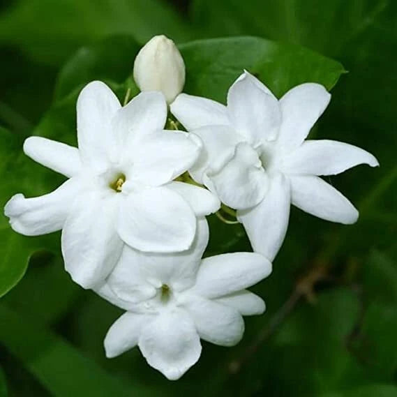 MAID OF ORLEANS JASMINE~Jasmin