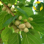 WHITE MULBERRY Morus Alba - 100+ SEEDS