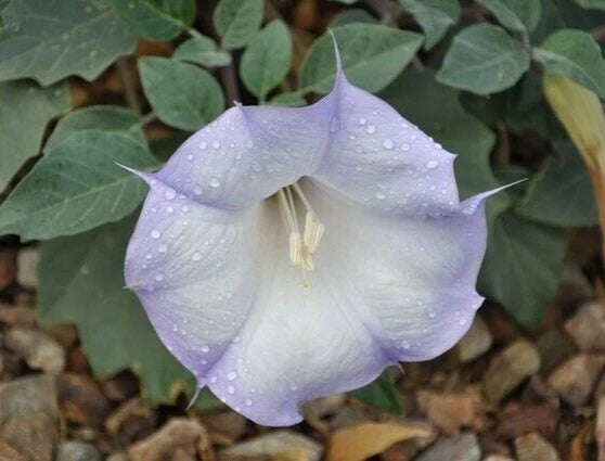 Sacred Datura Seeds Datura wrightii -20 seeds-