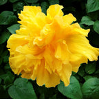 DELITE Double Yellow Flower Tropical Hibiscus Live Plant Landscape Type