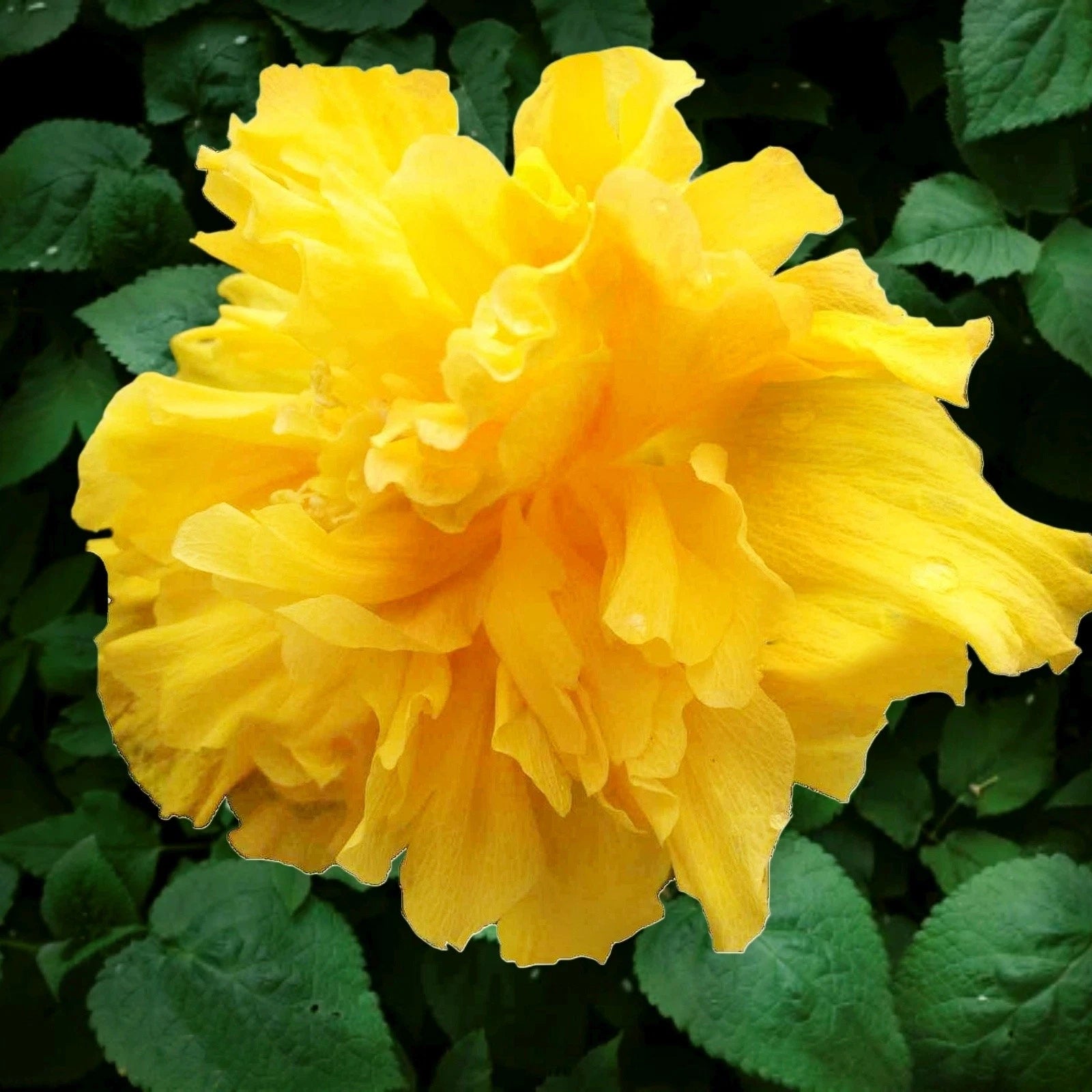 DELITE Double Yellow Flower Tropical Hibiscus Live Plant Landscape Type