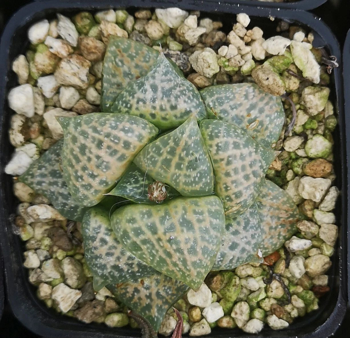 HW154 Haworthia comptoniana 'WHITE WHALE' , Read description!