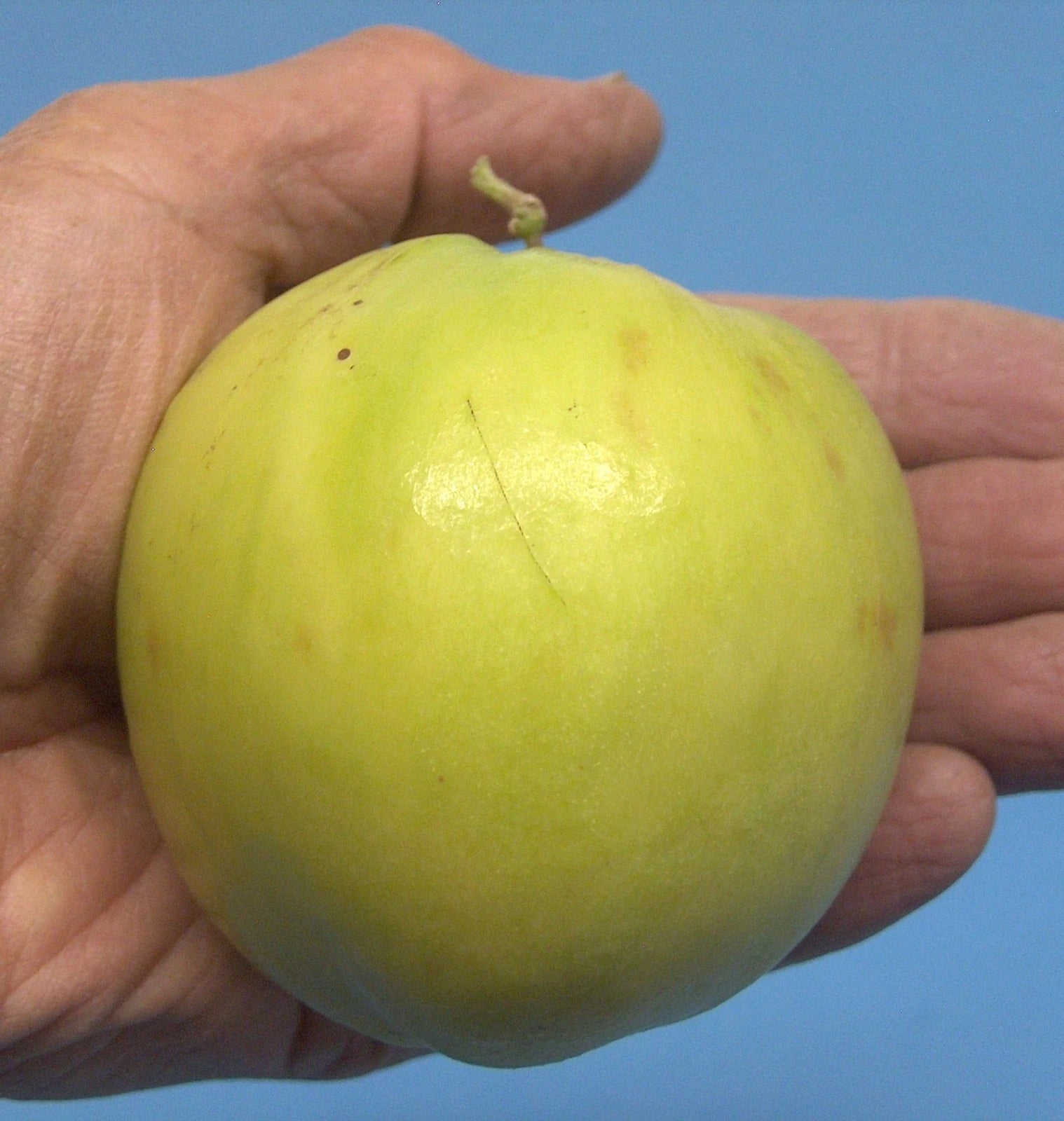 T605A 4Taiwan Green Jujube Tree 10Graft Cutting Large Juicy Sweet 19Brix