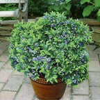 100+ Blueberry Seeds  - Dwarf Top Hat  | Low Bush Variety - Sweet Edible Fruits