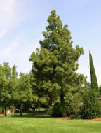 SUGAR PINE Pinus Lambertiana - 5+ SEEDS